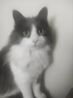 Telegram stiker 🤩 15 room xiv @xivivideroom15