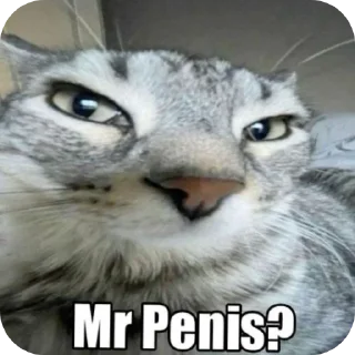 Telegram sticker 🐱 😥