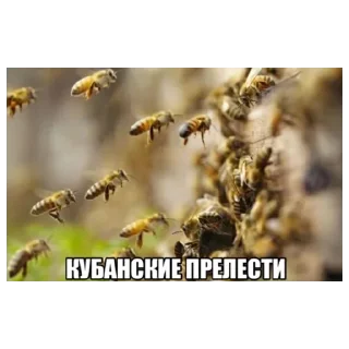 Sticker 🐝 Кубанские Прелести @glavnaya_mraz_telegram