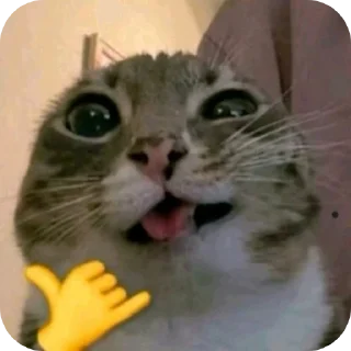 Telegram sticker 🐱 I am u