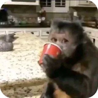 Video sticker 🐶 I am u