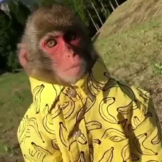 Video sticker 😎 Hakan monkeys :: @fStikBot