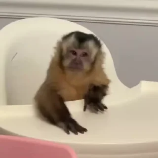 Video sticker 🌟 Hakan monkeys :: @fStikBot