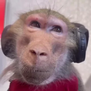 Video sticker 🌟 Hakan monkeys :: @fStikBot