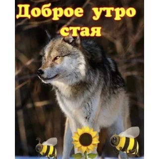 Video sticker 🐝 суп с опилками