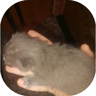 Video sticker ❤️ ёпта это Лёха