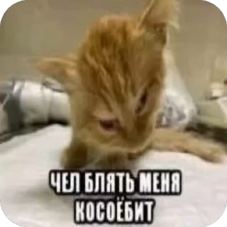 Video sticker 😵‍💫 @yaziktembot <--- стикеры тут