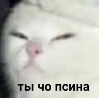 Telegram sticker 😑 @yaziktembot <--- стикеры тут