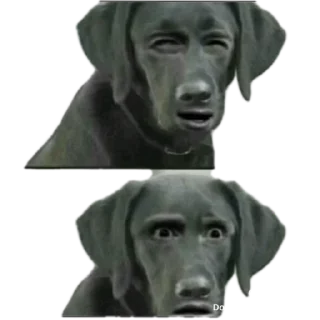 Video sticker 😱 FIRULINHAS