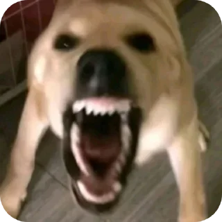 Telegram sticker 🐶 @tdying_man