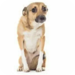 Telegram sticker 🐶 @tdying_man