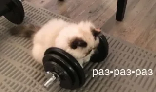 Telegram sticker 🌟 🦖 Smart Dino :: @fStikBot