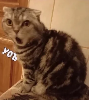 Video sticker 🌟 🦖 Smart Dino :: @fStikBot