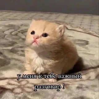 Video sticker 🌟 🦖 Smart Dino :: @fStikBot