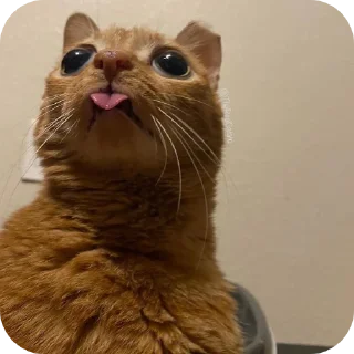 Telegram sticker 🐱 коты/@IchBinDeinMonster