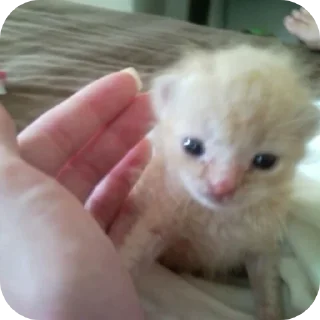 Video sticker 🐱 коты/@IchBinDeinMonster