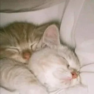 Video sticker 😴 @StiPack Meow
