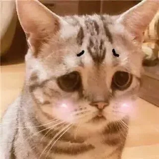 Telegram sticker 😞 @StiPack Meow