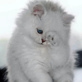 Telegram sticker 😞 @StiPack Meow