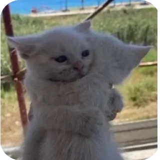 Video sticker 🐱 Hanameow