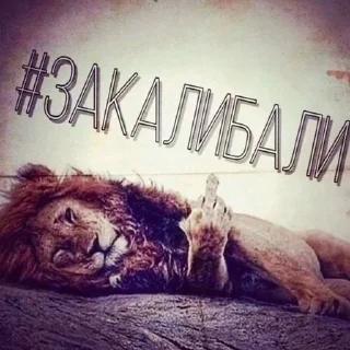 Video sticker 😘 me ➡️ @Ctikerubot