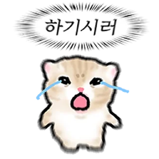 Video sticker ⭐ 작아요 고먕이 3 @moe_sticker_bot