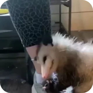 Video sticker 💞 uksus's opossums! :: @fStikBot