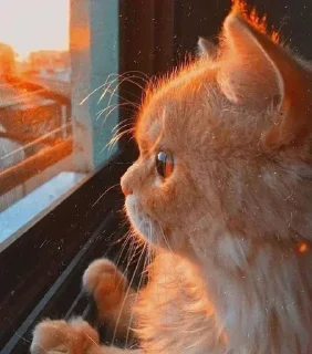 Video sticker 🤨 || @FZ_LINK || @FZ_STICKER ||