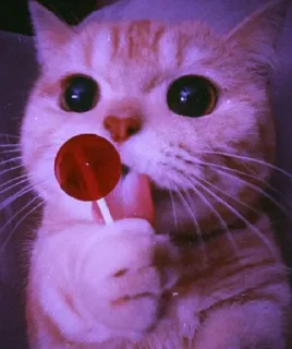 Video sticker 😛 || @FZ_LINK || @FZ_STICKER ||