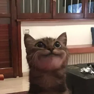 Telegram sticker 😊 Больше стиков тут: @stikery4