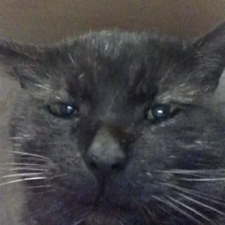 Video sticker 😔 Больше стиков тут: @stikery4