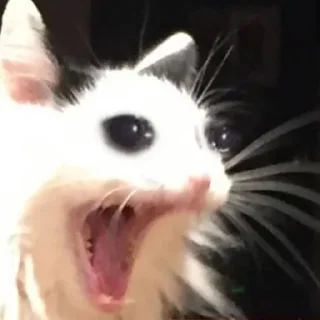 Telegram sticker 😳 Больше стиков тут: @stikery4