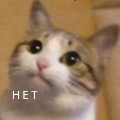 Telegram sticker 😖 ВЭСЯ БЭЛЯ
