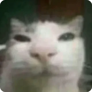 Video sticker 🌟 ВЭСЯ БЭЛЯ