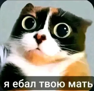 Video sticker 🌟 ВЭСЯ БЭЛЯ