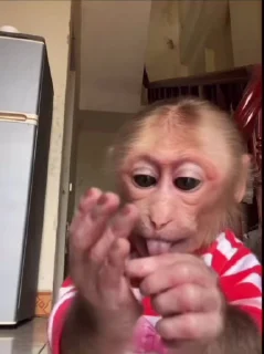 Video sticker 🌟 𝘾𝙃𝙄𝙉𝙊 :: @fStikBot