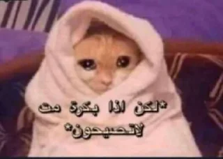 Video sticker 🥹 زبوده 🤧❤️❤️‍🔥