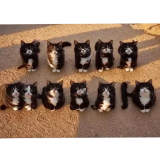 Video sticker 🐱 Больше стиков тут: @stikery4