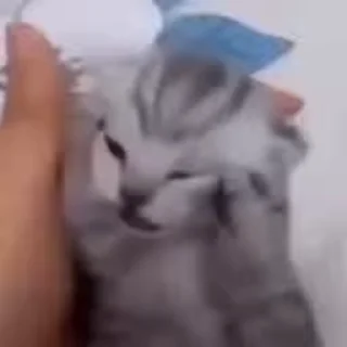 Video sticker 😫 Третий Мяу, @zhmurkov
