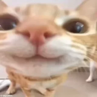Video sticker 🤗 Третий Мяу, @zhmurkov