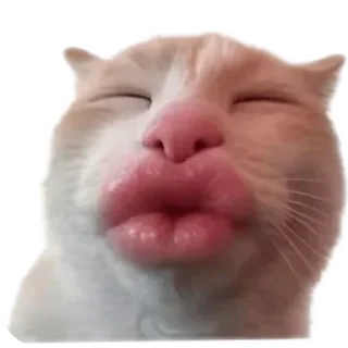 Video sticker 🐱 menzA