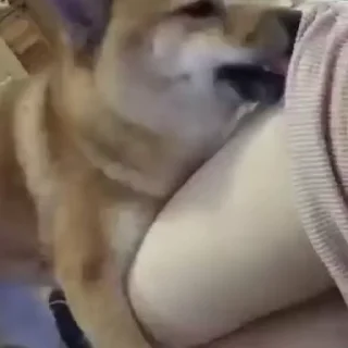 Video sticker 🫠 menzA