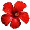 Video sticker 🌺 bwr ➜ @emoji1