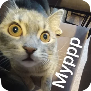 Video sticker 🐱 Больше стиков тут: @stikery4