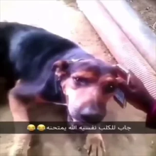 Video sticker 🐕 Randoms | @ritnl1 - @Mnnury