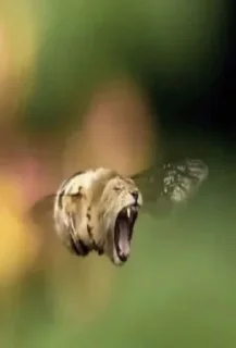 Telegram sticker 🦁 Vudu é pra jacú