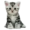Sticker 🌟 вырви матку языком @qwdomino :: @fStikBot