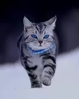 Telegram sticker 🐱 Suryakant's video sticker kang pack 5