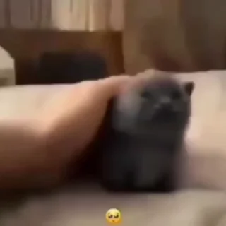 Video sticker 🥺 lowww