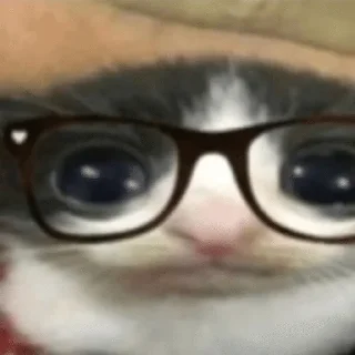 Telegram sticker 🥸 lowww